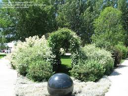 Maybe you would like to learn more about one of these? Clematis Summer Snow Clematis 1 By Ndfarmgirl