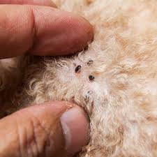 Save $35 on your service today! Flea Tick Control Prevention Services In Baltimore