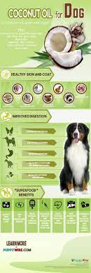 Best Coconut Oil For Dogs Top 5 Compared Coconut Oil For Dogs Dog Infographic Oils For Dogs