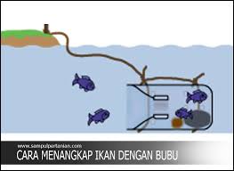Cari lumut beras di sekitar tempat tinggal anda, lalu campur dengan esensi pandan atau bahan lainnya untuk mencium. Cara Menangkap Ikan Disungai Dengan Bubu