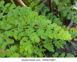 Image result for Moringaceae