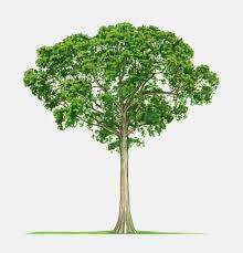 Image result for Ceiba