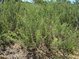 Image result for Acacia hebeclada