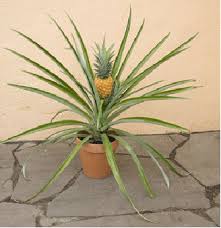 Pineapple Smooth Cayenne Ananas Comosus Smooth Cayenne Buy It Now Growing Pineapple Pineapple Plants
