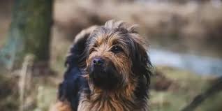 Image result for what do Cheyletiella look like in dog fur
