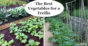 Grow throughs are placed over plants in early. The Best Vegetables For A Trellis For Vertical Gardening