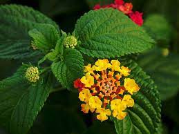 Lantana Urdu Meaning Of Lantana