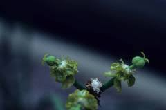 Image result for Aeschynomene mossambicensis