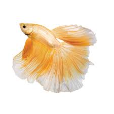 Female betta fish and male betta fish betta fish are the most popular fish to own. The Fascinating Origin Of Betta Fish And Other Fun Betta Facts