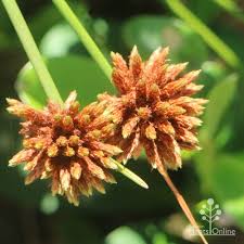 Image result for Ficinia