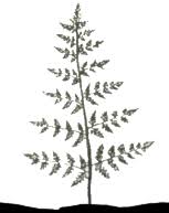 Image result for Crepidomanes inopinatum