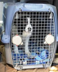 Dog Bought From Breeder Flown As Cargo Found Dead Peta Animal Shelter Dog Crying Dog Crate