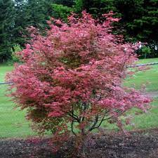 Get all of hollywood.com's best movies lists, news, and more. Acer Palmatum Chishio Pb28 80 100