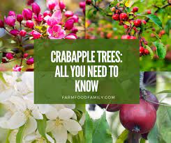 The shape kind of reminds me of weeping snow fountain cherry. Crabapples A Detailed Guide Identification Types Fruits Care