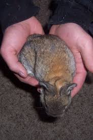 You won't believe how much baby's sleeping (really!). Oh The Cuteness Baby Rabbit Update 2 Weeks Willow Creek Farm