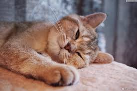 Si la température ne dépasse pas 38 ºc, tu peux te faire plaisir avec un thé chaud, mais n'en abuse pas. Comment Savoir Si Un Chat A Dela Fievre Sans Thermometre