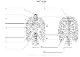 Rib cage human anatomy organs. Rib Cage Diagram Labeled Structure Of The Ribcage And Ribs The Ribs Are A Set Of Twelve Paired Bones Which Form The Protective Cage Of The Thorax Abe Braley