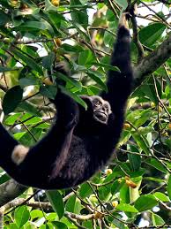 Image result for Hylebates cordatus