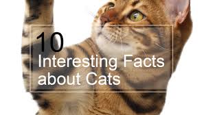 Meta posts about the subreddit or about the cat facts joke. 104 Interesting And Fun Cat Facts Factretriever Com