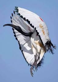 Pin By Saban Ozturk On Nature In 2020 Animals Beautiful Colorful Birds Beautiful Birds