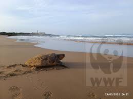 A Sampieri è già record. 2° nido di tartarughe a due giorni dal 1°