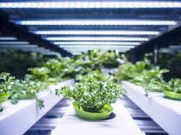 Finally, electricity costs can quickly add up with hps lighting systems. The Ultimate Guide To The Best Led Grow Lights For Indoor Plants Best Led Grow Lights Info