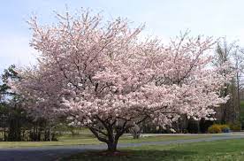 Did you scroll all this way to get facts about kwanzan cherry tree? Yoshino Cherry Trees Blooming In Spring Diana Digs Dirt