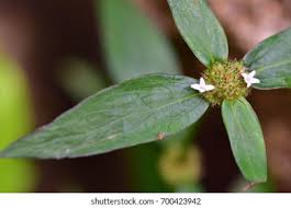 Image result for Spermacoce annua