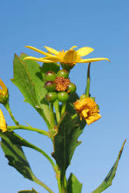Image result for Osteospermum monocephalum