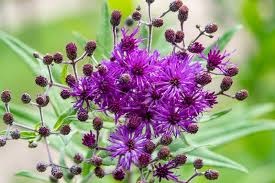 Image result for Vernonia brachycalyx