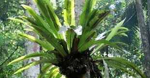 Salah satu ciri pokok dari makhluk hidup ialah berkembang biak. Asplenium Variegated Pokok Paku Langsuir Berurat Daun Yang Cantik Blog Sihatimerahjambu