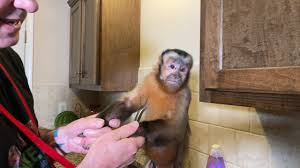 Baby monkey sara sweet kiss mom's very softly after drink milk yoyo jr hugs sister before he goes to bed abu introduces a new play area with little monkey kiki cute baby monkey drinking milk with big milk bottle| good health lyly sleep milk. Baby Monkey Bath Time Live Youtube