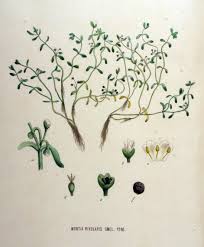 Image result for Montia