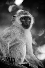 Black And White Monkey Pictures Cute Baby Vervet Monkey With Images Animals Black And White Animal Photography Animals Beautiful