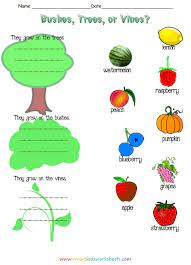 Fruits and vegetables that grow on trees. Learn About Where Different Fruits And Vegetables Grow Trees Bushes Or Vines Different Fruits And Vegetables Growing Vegetables Fruit Trees Backyard