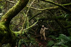 Image result for Trichocladus ellipticus