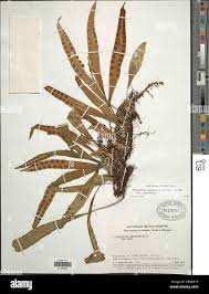 Image result for Pleopeltis macrocarpa