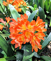 Image result for Clivia miniata