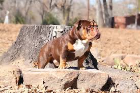 Official color chart mcbulldogs, are dogs color blind side by side views american kennel club, embark discovers why dogs have blue eyes embarkvet, 44 complete french bulldog dna chart, dpca the doberman color inheritance. English Bulldogs Deluxe Bulldogs Adoption Providing Quality Akc Bulldog Puppies