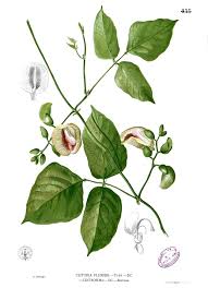 Image result for Centrosema