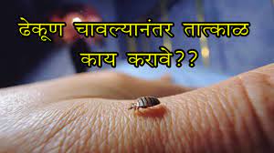 Parasite Meaning In Marathi Toxoplasmosis