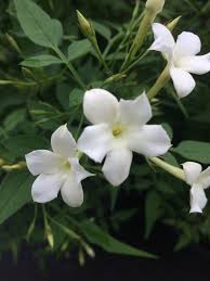 Image result for Jasminum pauciflorum