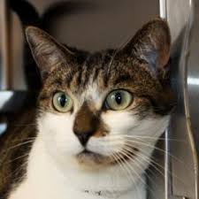 Adoption Center News: Week of Dec. 12-18, 2011 (Richmond SPCA Blog)