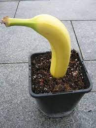 alles banane oder was das grune netzwerk bananenpflanze banane pflanzen garten anpflanzen