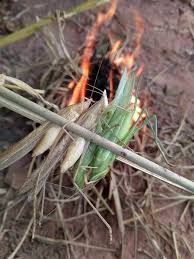 อาหารอีสานในยุคของคุณ อีสานเหนือ (รุ่นหกสิบปีขึ้นไป) บางอย่างก็เป็นวัตถุดิบโบราณ และบางอย่างก็จะมีตามฤดูกาล สามารถหา. à¸Š à¸¡à¸Šà¸™à¸„à¸™à¸ª à¸£ à¸™à¸—à¸£ à¹à¸¡à¸‡à¸¡ à¸™à¸‚ à¸²à¸§ Facebook
