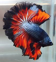 Check spelling or type a new query. Nama Nama Warna Ikan Hias Cupang Catatan Si Singa