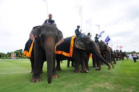 Dera amer tented camp in jaipur, india: Elephant Polo Stock Photos And Images 123rf