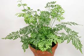 Image result for Pteris