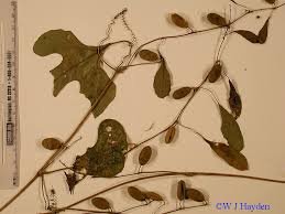 Image result for Cayaponia