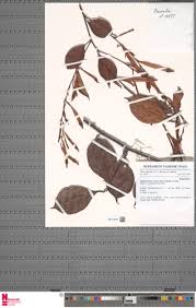 Image result for Afrobrunnichia